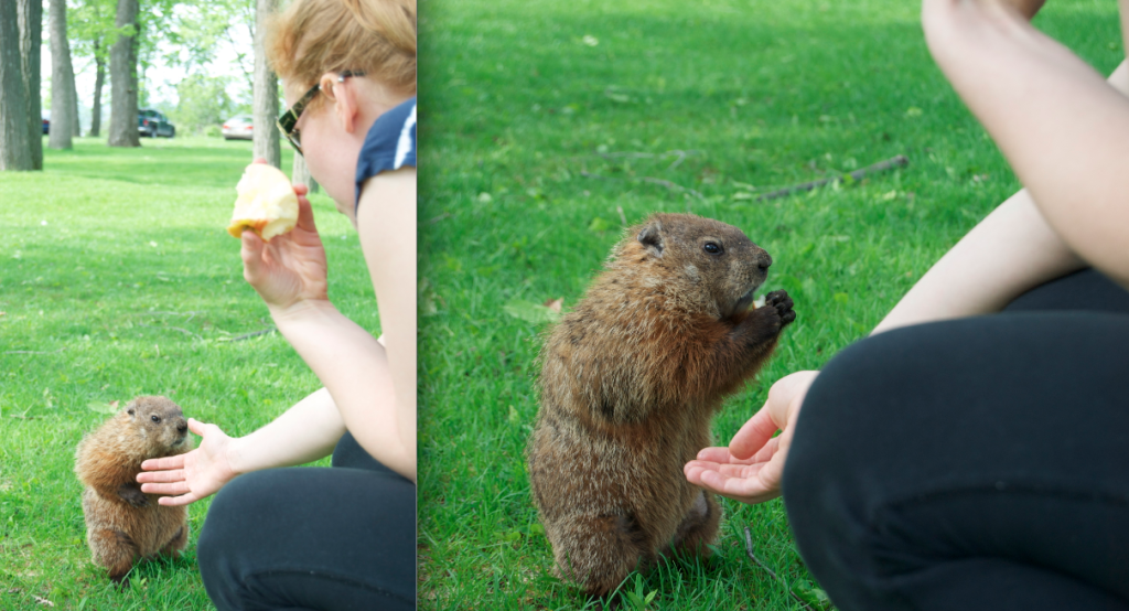 Groundhog snacking
