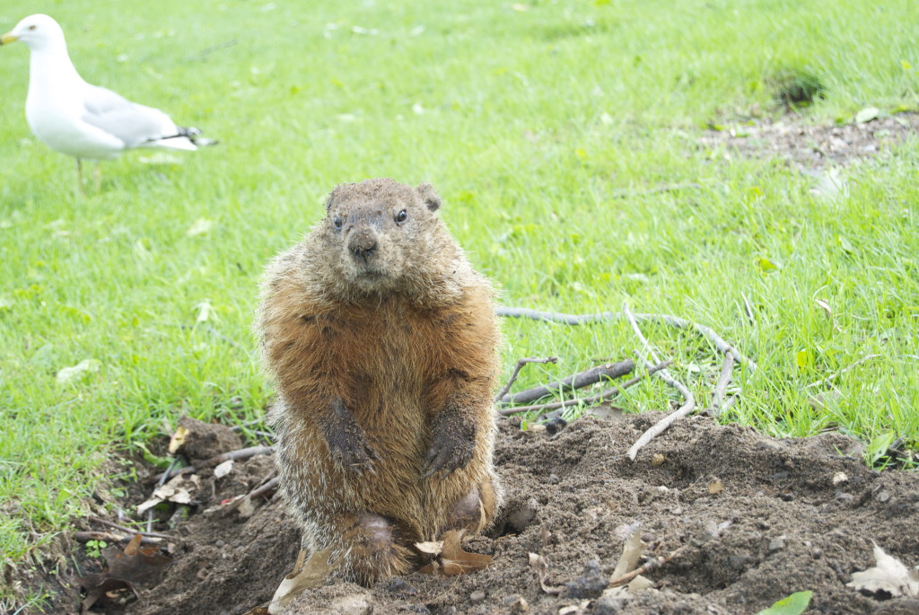 One dirty groundhog