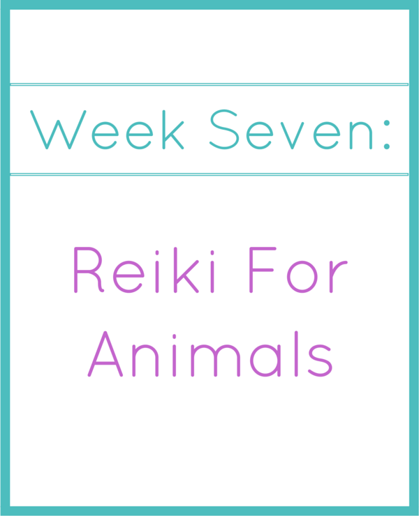 week seven_ Reiki For animals